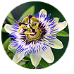 Beyond Nerve Relief-Passionflower