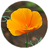 Beyond Nerve Relief-california-poppy