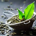 Meta Melt-Green Tea Leaf Extract